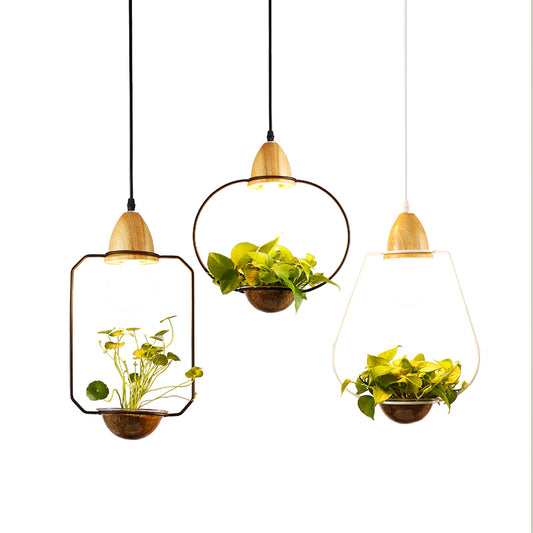 Metal frame with glass planter pendant light